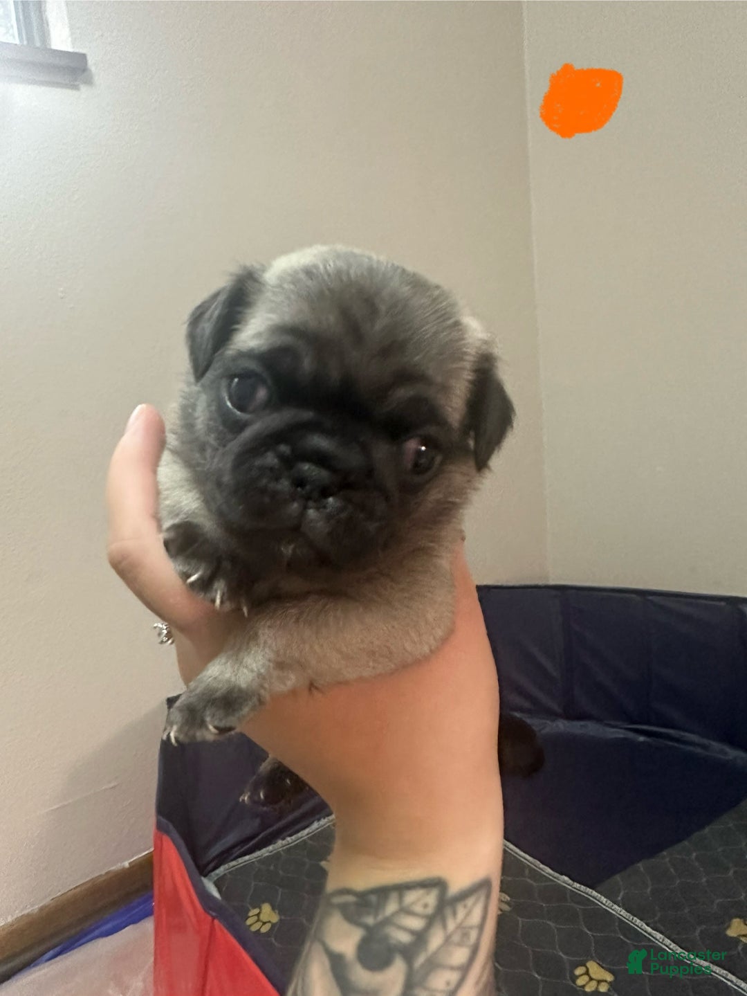 Pug dogs for sale: Potato - Image 3