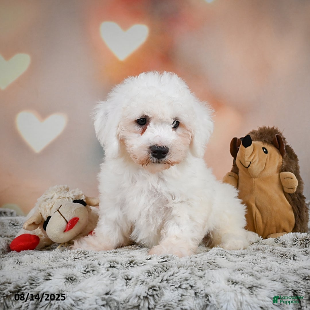 Bichon Frise dogs for sale: Boliver - Image 8