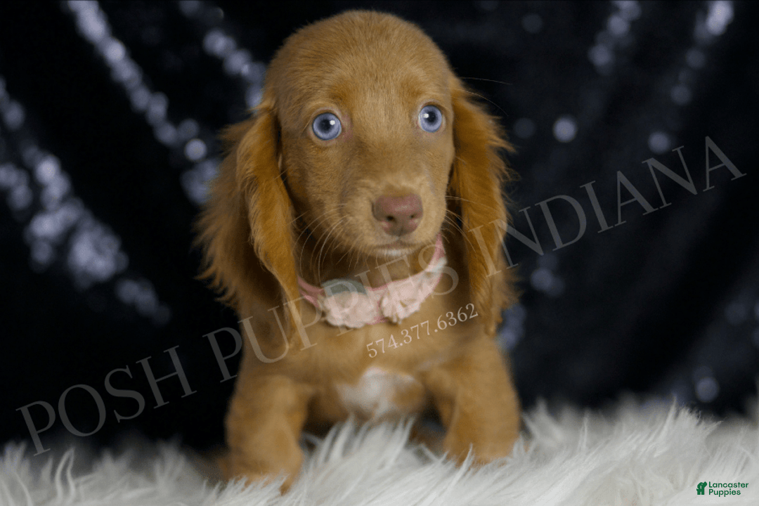 Miniature Dachshund dogs for sale: Mitzy - Image 3