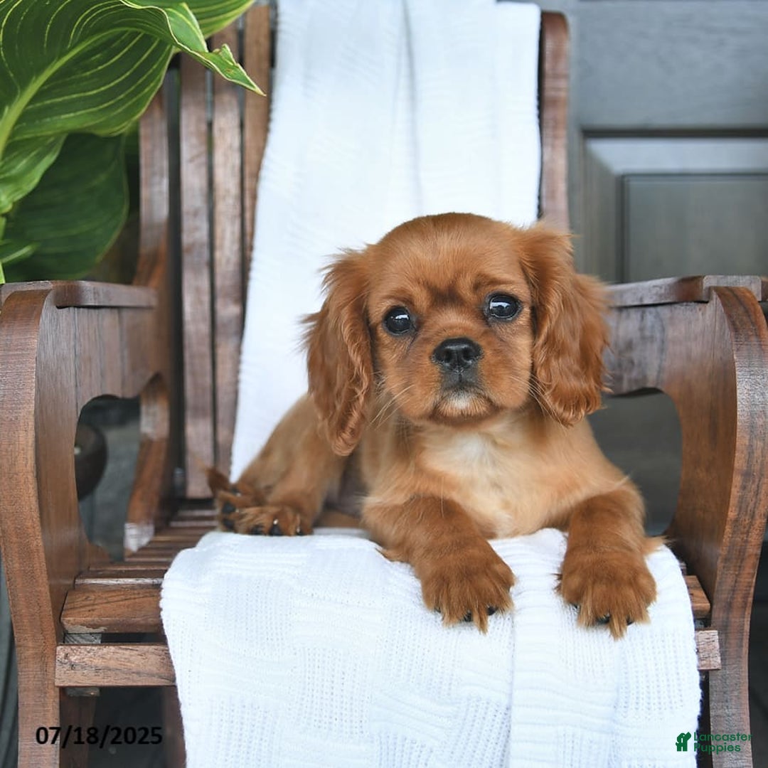 Cavalier King Charles Spaniel dogs for sale: Sweetie - Image 2