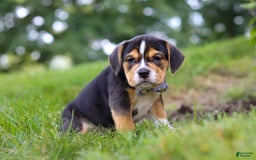Beabull dogs for sale: Sadie - Image 5