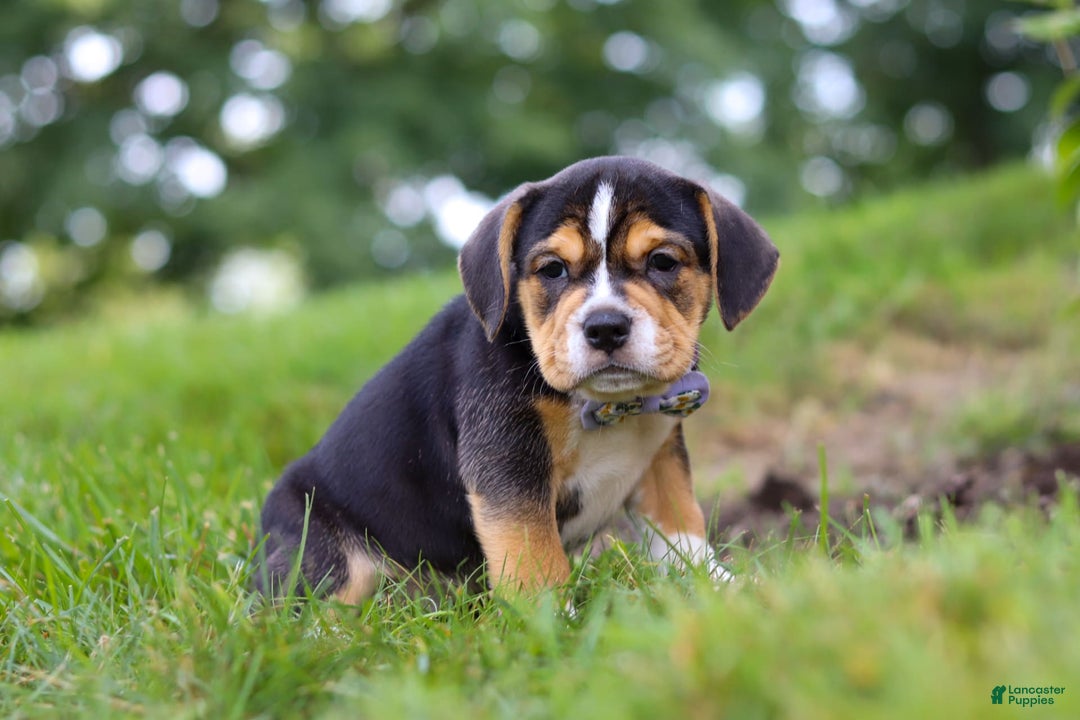 Beabull dogs for sale: Sadie - Image 5