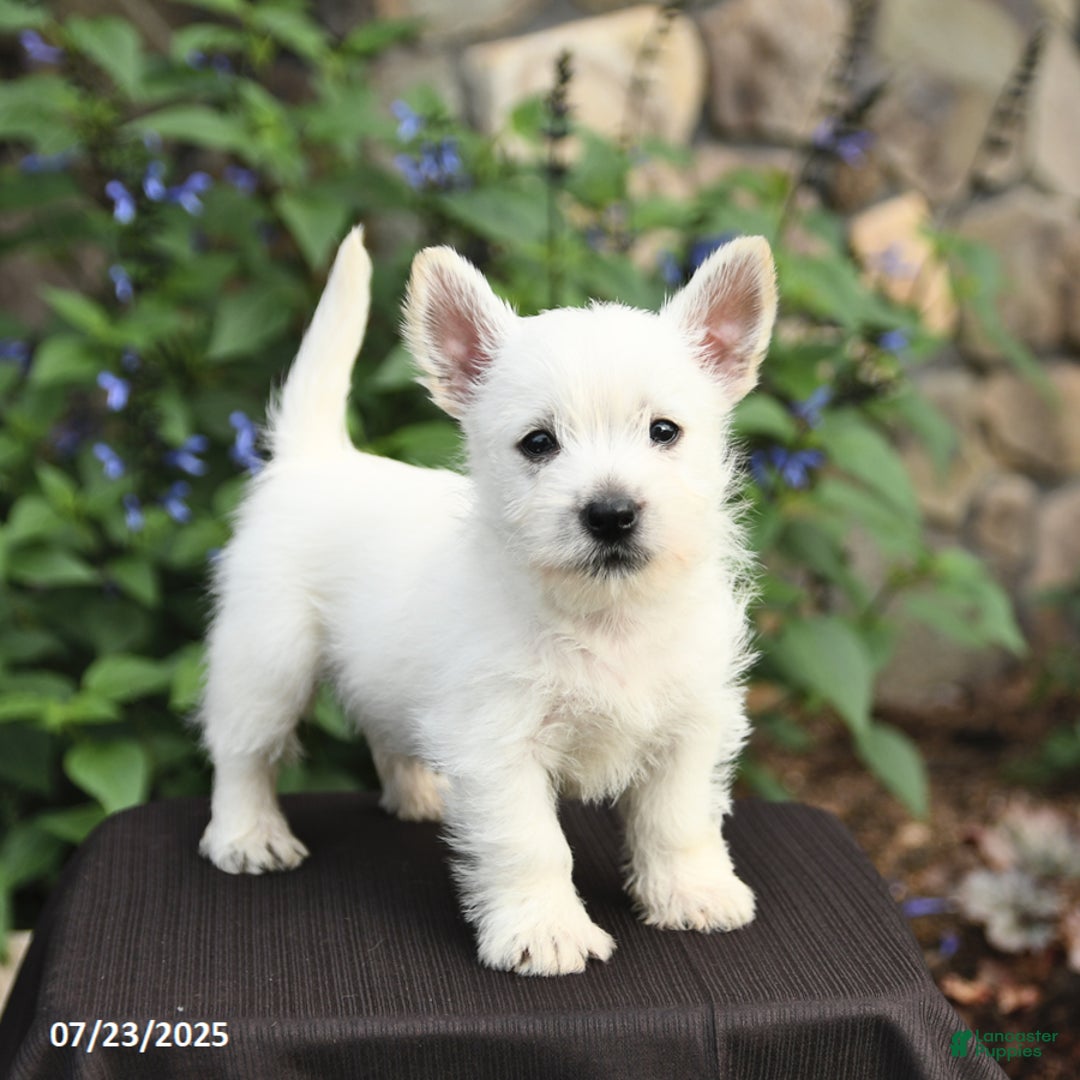 West Highland Terrier dogs for sale: Derrik - Image 3