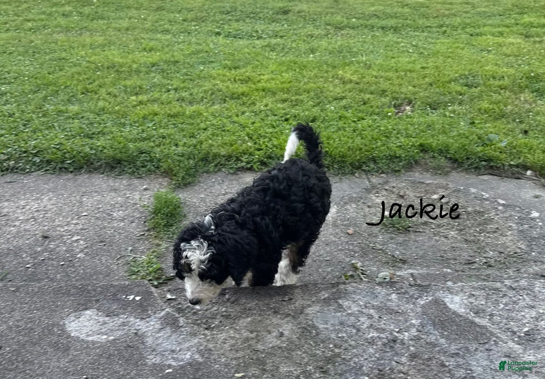 Bernedoodle dogs for sale: Jackie 77805 - Image 6