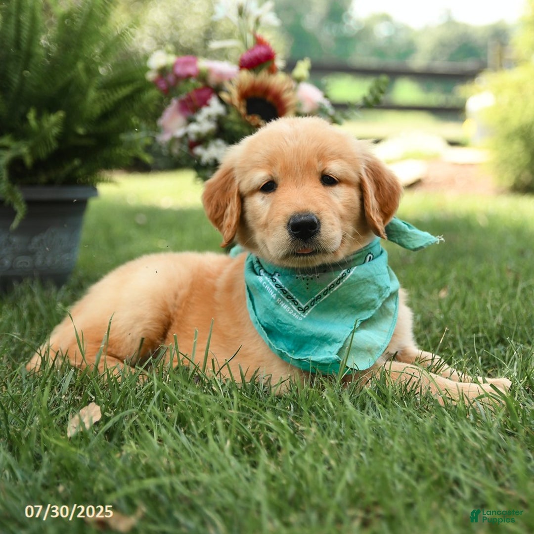 Golden Retriever dogs for sale: Mauve - Image 2