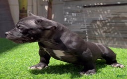 American Bully dogs for sale: Rouge Jr - Image 2
