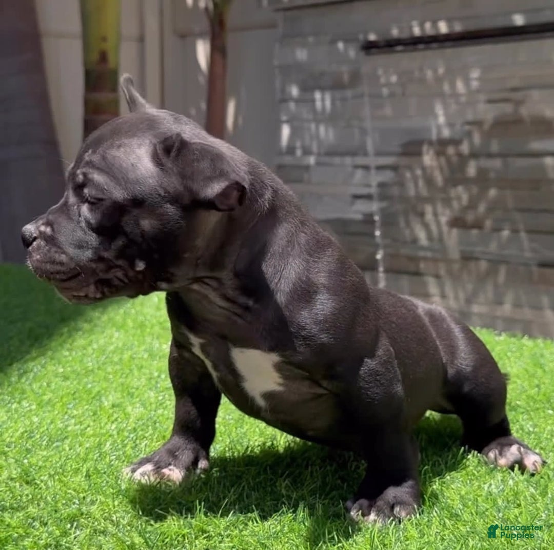 American Bully dogs for sale: Rouge Jr - Image 2