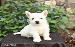 West Highland Terrier dogs for sale: Diane - Image 2