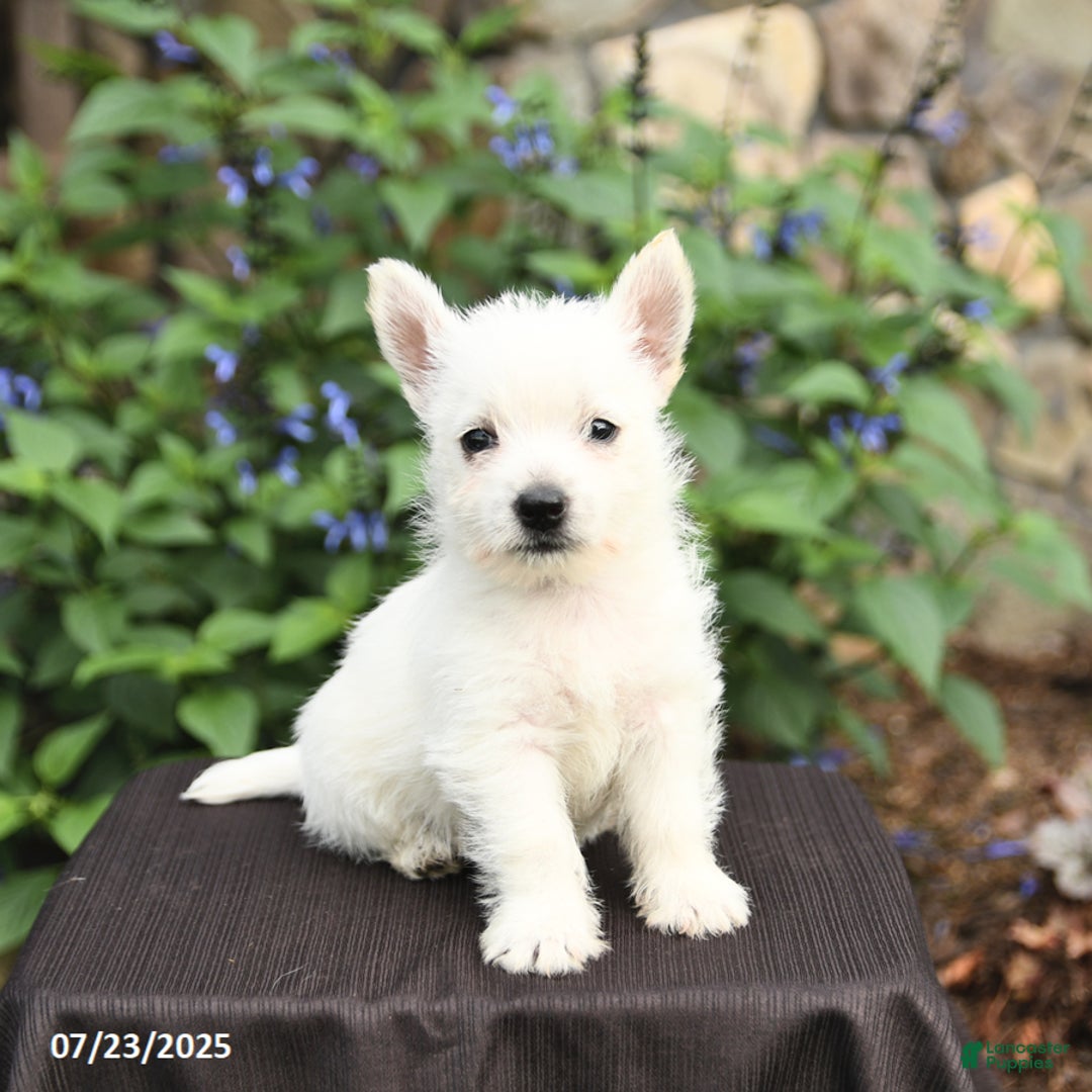 West Highland Terrier dogs for sale: Diane - Image 2