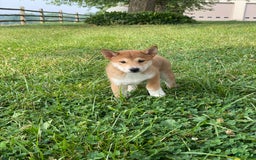 Shiba Inu dogs for sale: Isaiah - Image 4