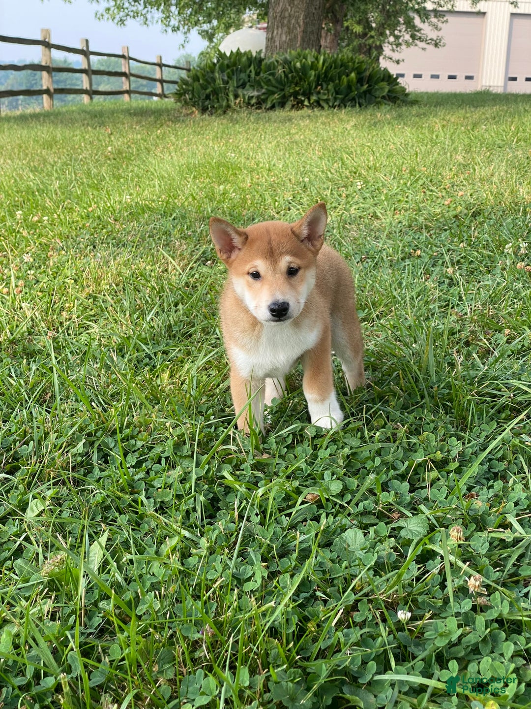 Shiba Inu dogs for sale: Isaiah - Image 4