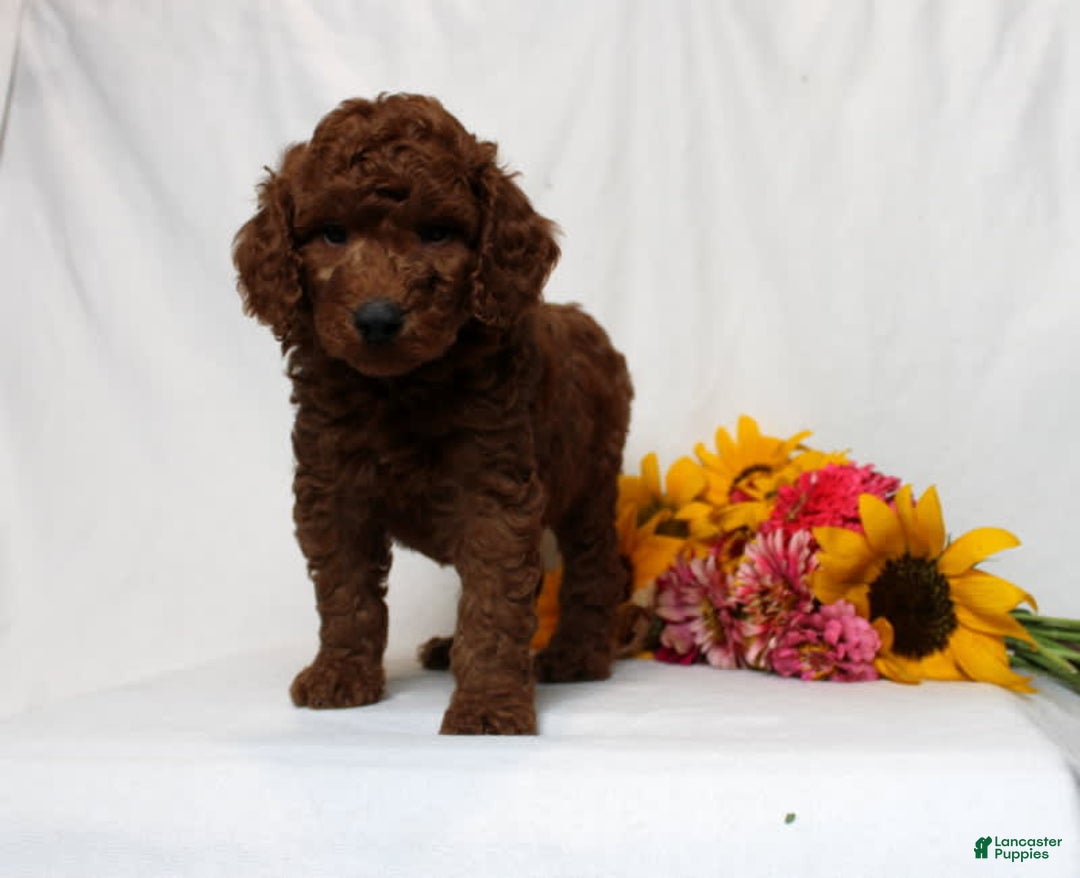 Mini Goldendoodle dogs for sale: Hayden - Image 1