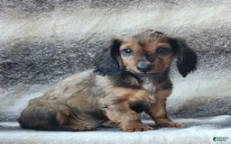 Miniature Dachshund dogs for sale: Trenton - Image 4
