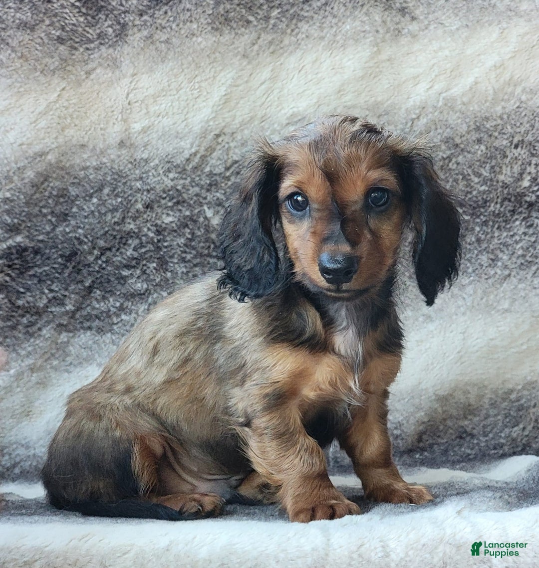 Miniature Dachshund dogs for sale: Trenton - Image 4