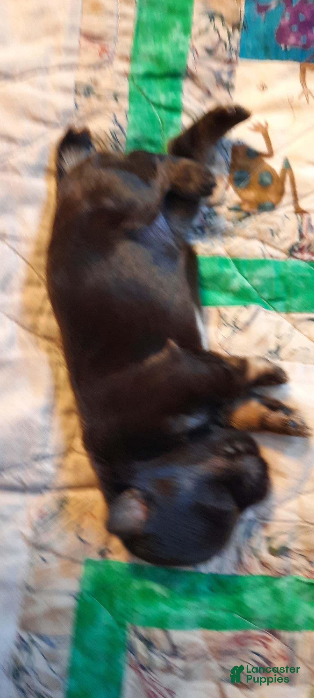 Miniature Schnauzer dogs for sale: Girl1 - Image 9