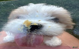 Cavachon dogs for sale: Diego - Image 5
