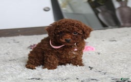 Toy Poodle dogs for sale: Elena - Image 1