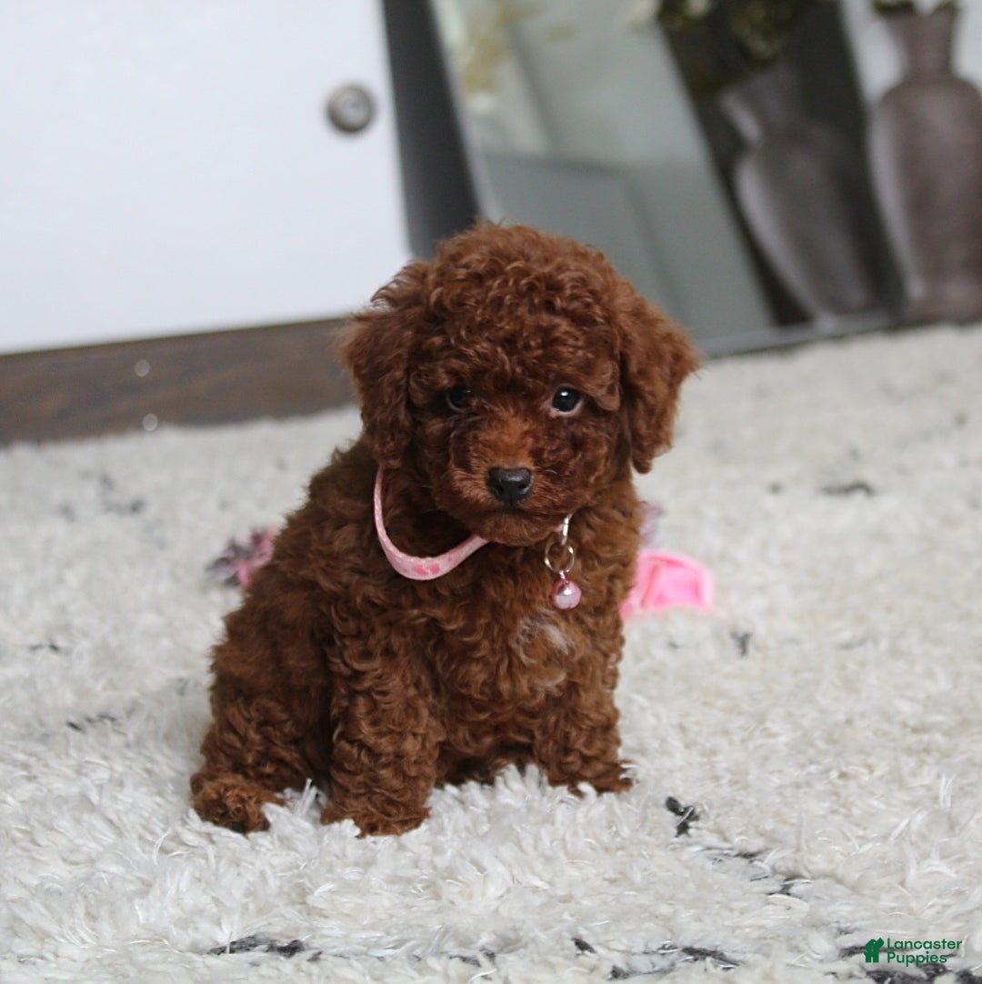 Toy Poodle dogs for sale: Elena - Image 1