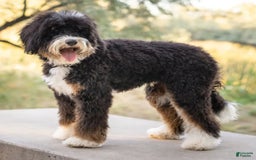 Mini Goldendoodle dogs for sale: Mia - Image 5