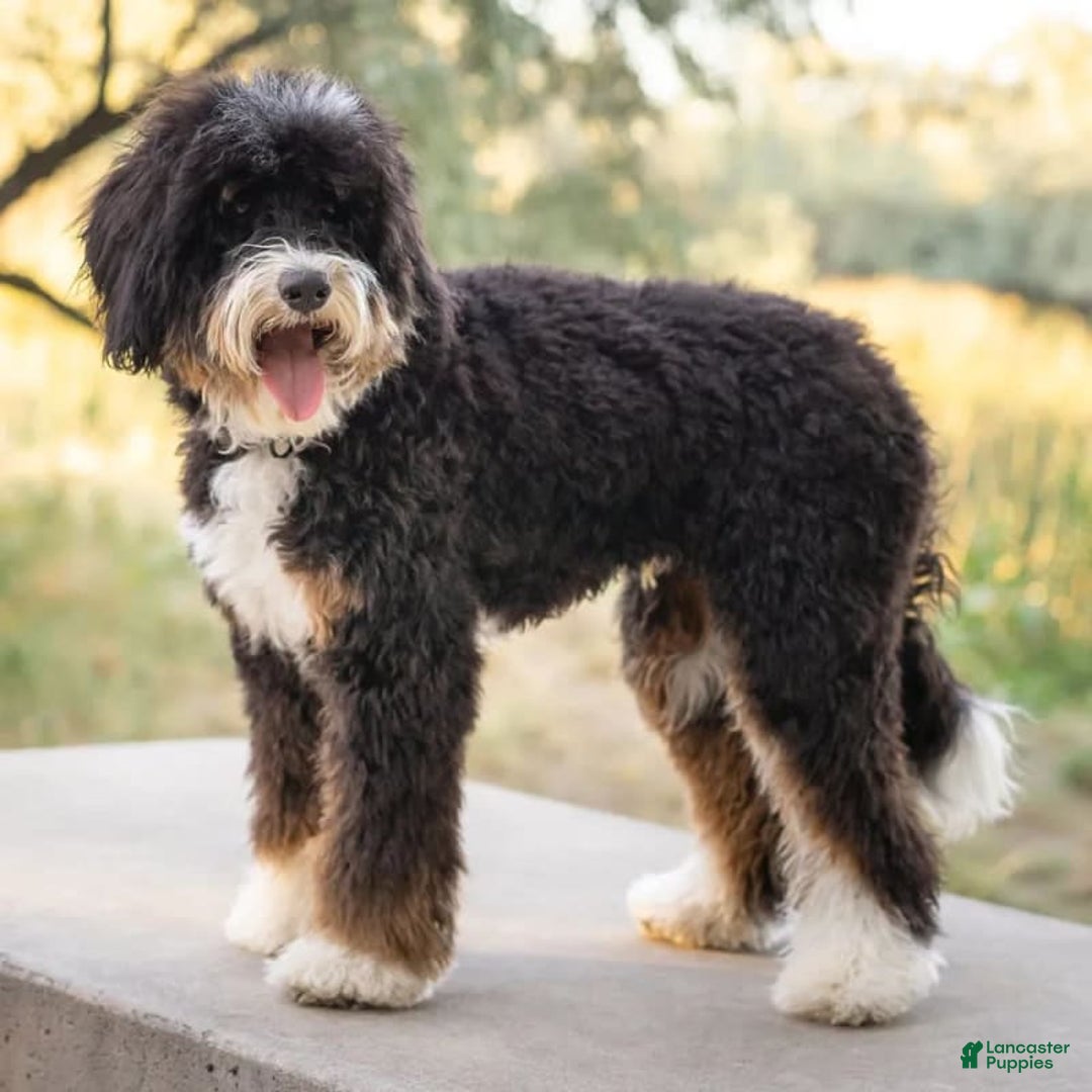 Mini Goldendoodle dogs for sale: Mia - Image 5