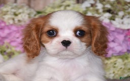 Cavalier King Charles Spaniel dogs for sale: Tenny - Image 6