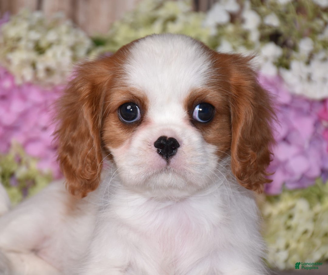 Cavalier King Charles Spaniel dogs for sale: Tenny - Image 6