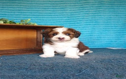 Havanese dogs for sale: Sasha - Image 6
