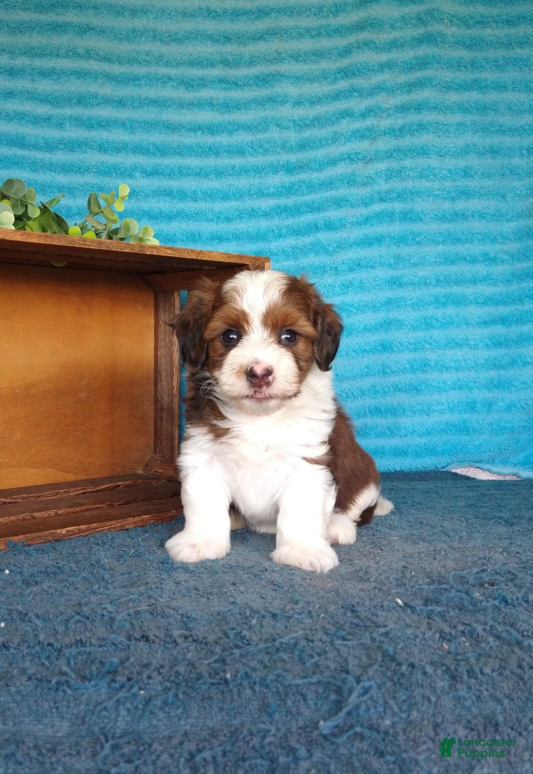 Havanese dogs for sale: Sasha - Image 6