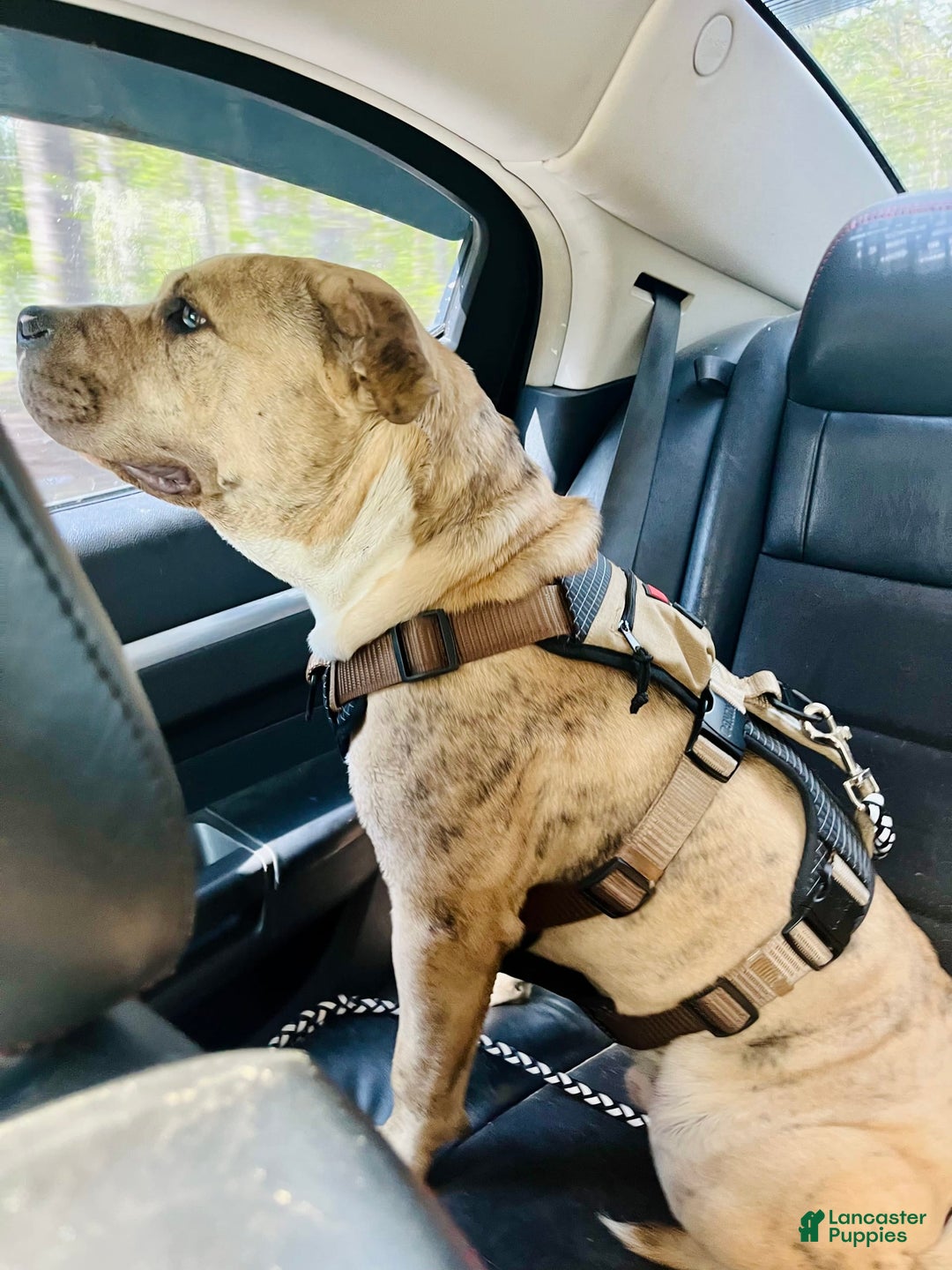 American Bully dogs for sale: Ace - Image 3