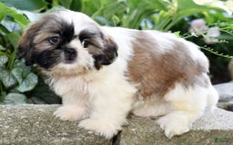 Shih Tzu dogs for sale: Denali - Image 5