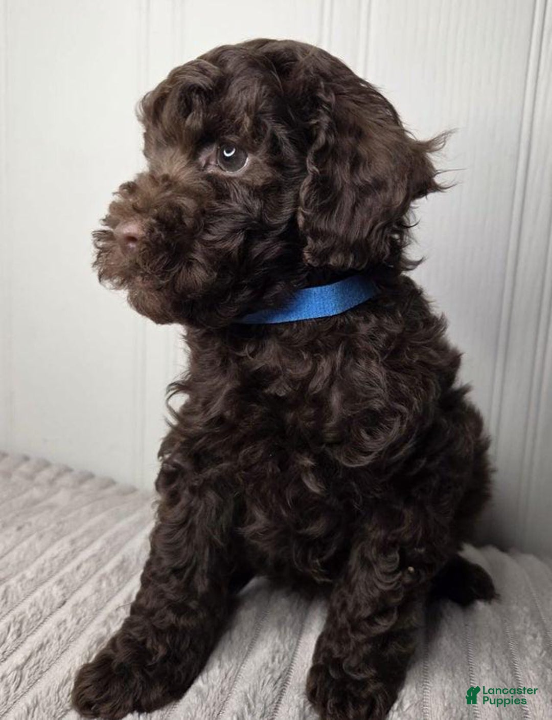 Toy Poodle dogs for sale: Kacey - Image 3