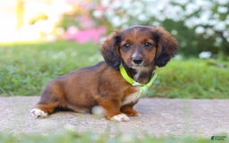 Dachshund dogs for sale: Buddy - Image 4