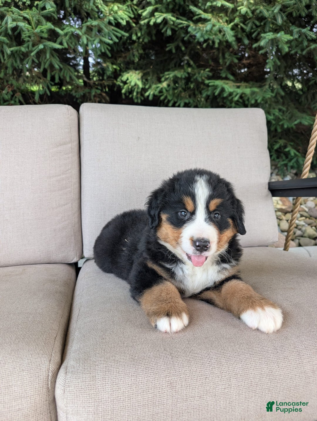 Bernese Mountain Dog dogs for sale: Cooper - Image 2