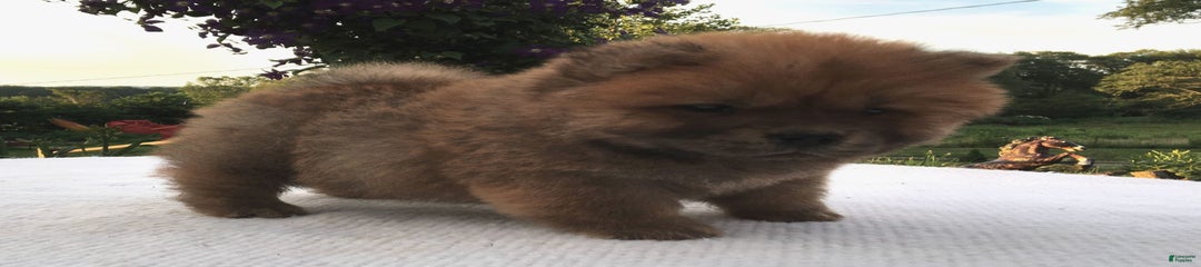 SLM Red Female