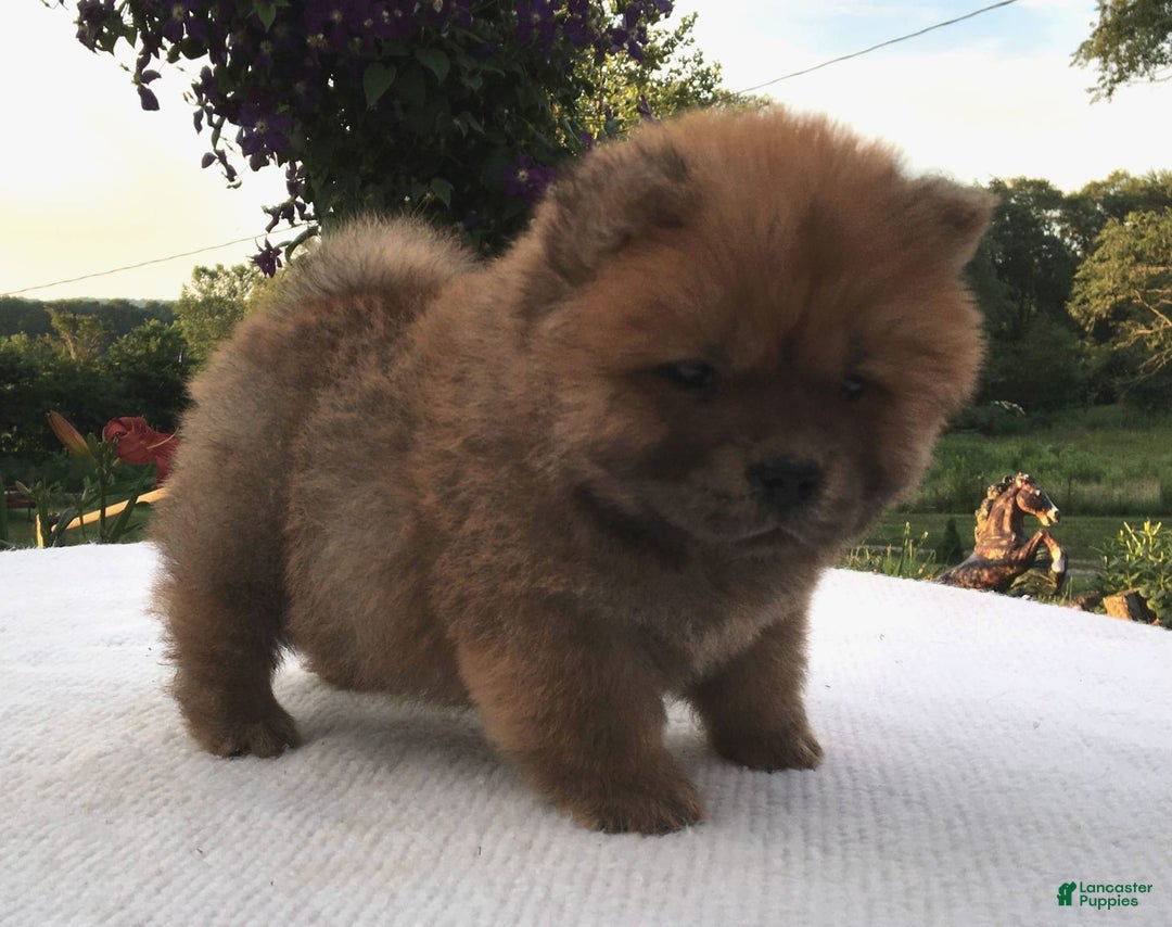 Chow Chow dogs for sale: SLM Red Female - Image 11