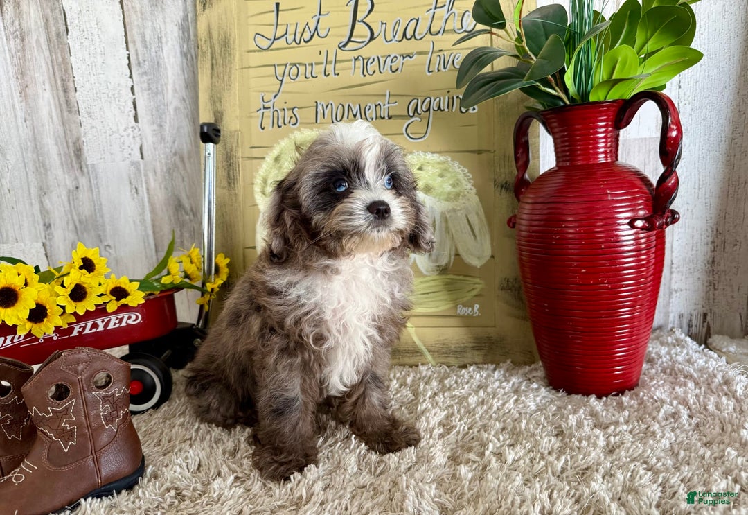 Cavapoo dogs for sale: Fable - Image 3