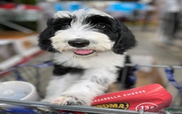 Sheepadoodle dogs for sale: Bunny - Image 2
