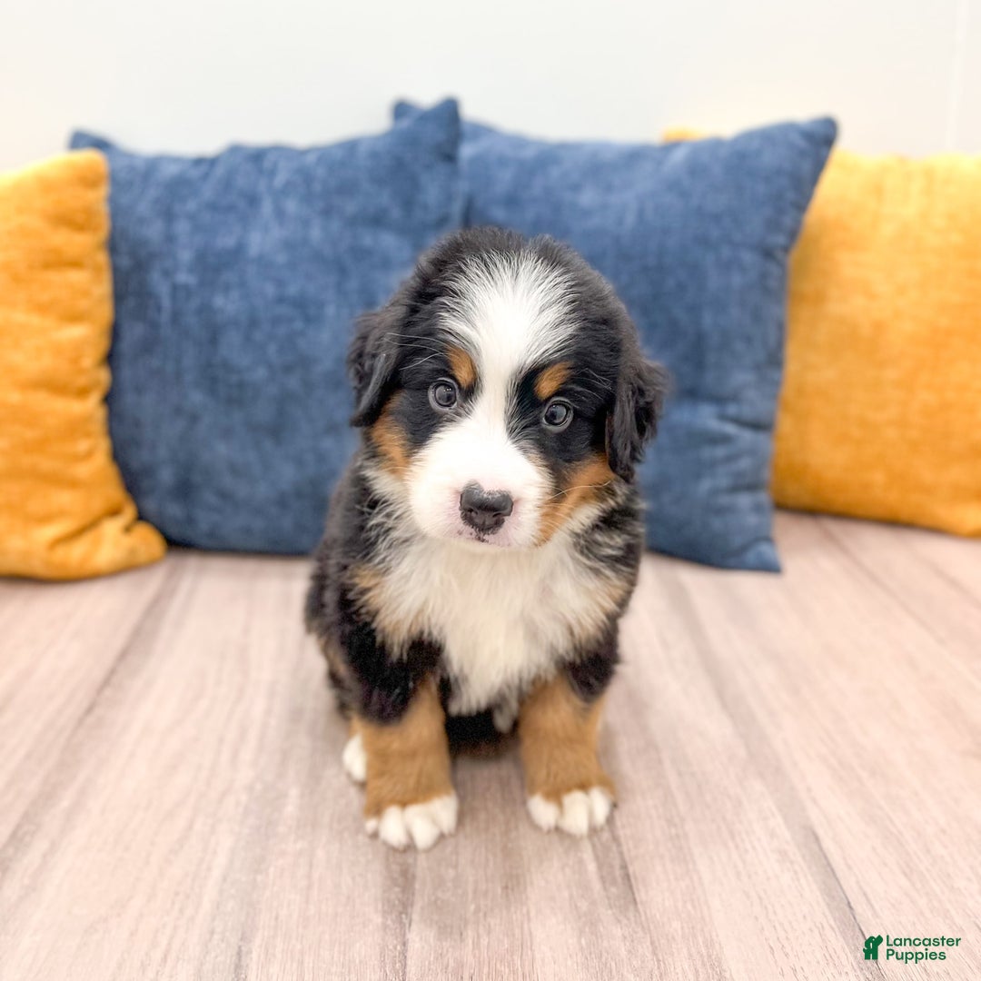 Bernese Mountain Dog dogs for sale: Ryder - Image 2