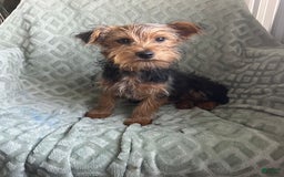 Yorkshire Terrier dogs for sale: Danny Boy - Image 6