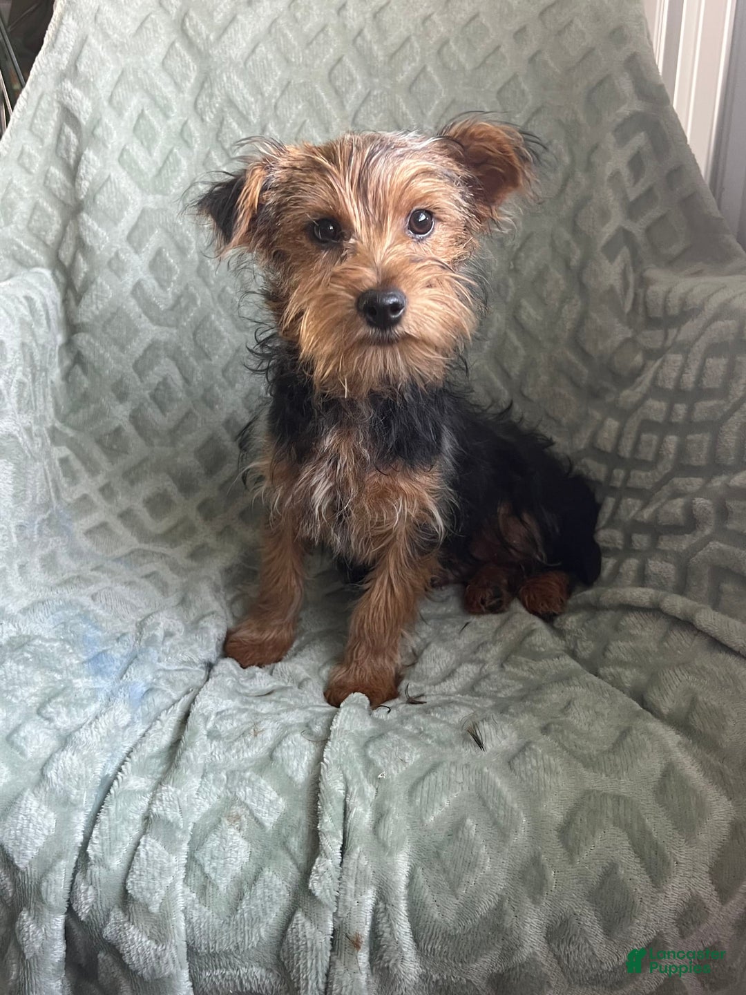 Yorkshire Terrier dogs for sale: Danny Boy - Image 6