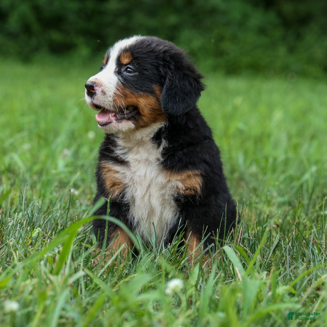 Bernese Mountain Dog dogs for sale: Samson - Image 20