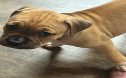 American Pit Bull Terrier dogs for sale: Pincess - Image 24