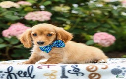 Miniature Dachshund dogs for sale: Scooter - Image 4