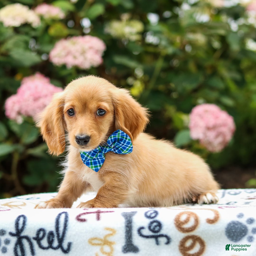 Miniature Dachshund dogs for sale: Scooter - Image 4