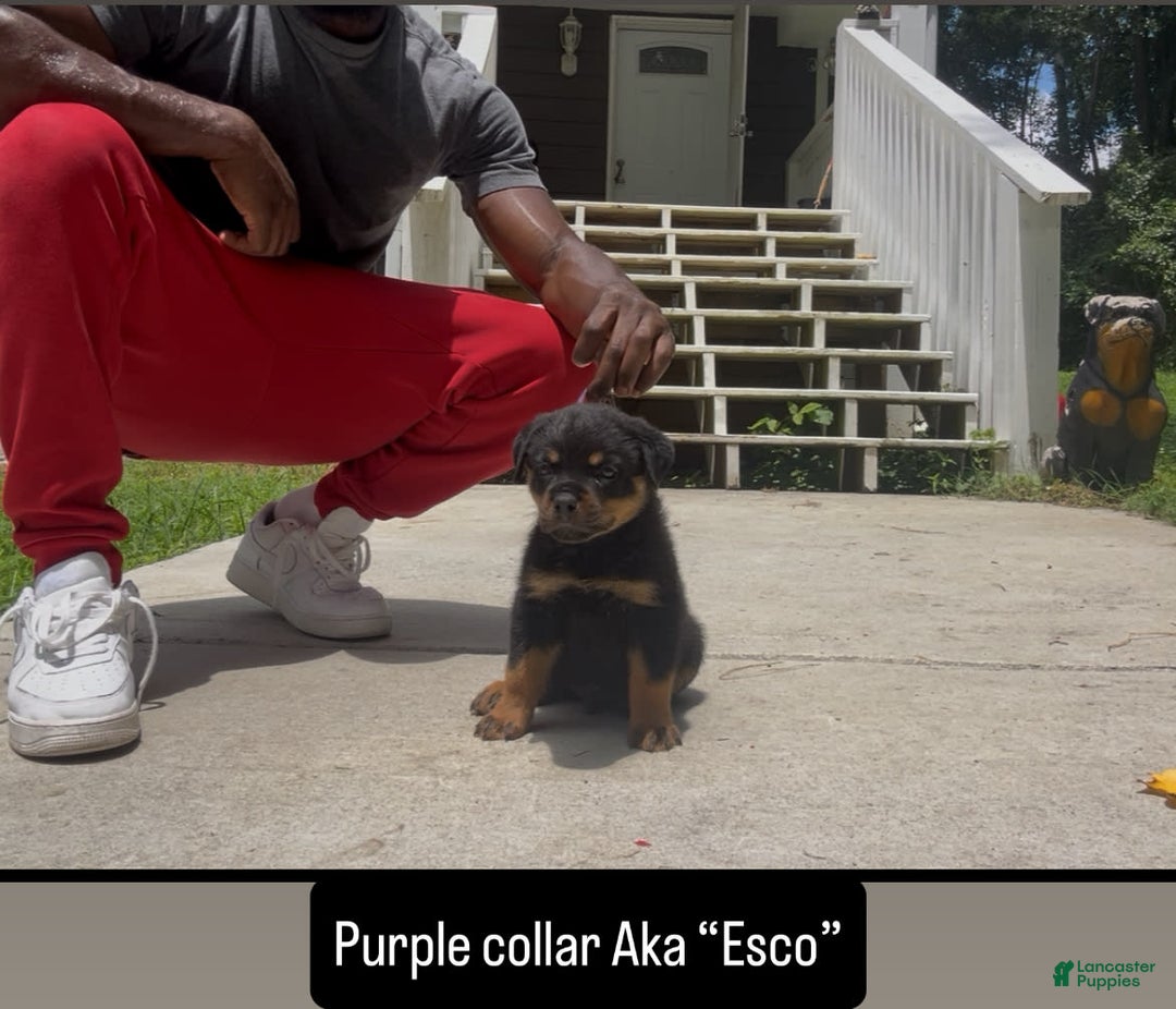 Rottweiler dogs for sale: Purple Collar - Image 2