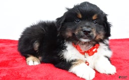 Miniature Australian Shepherd dogs for sale: Liam - Image 5