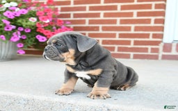Olde English Bulldogge dogs for sale: Cookie - Image 1