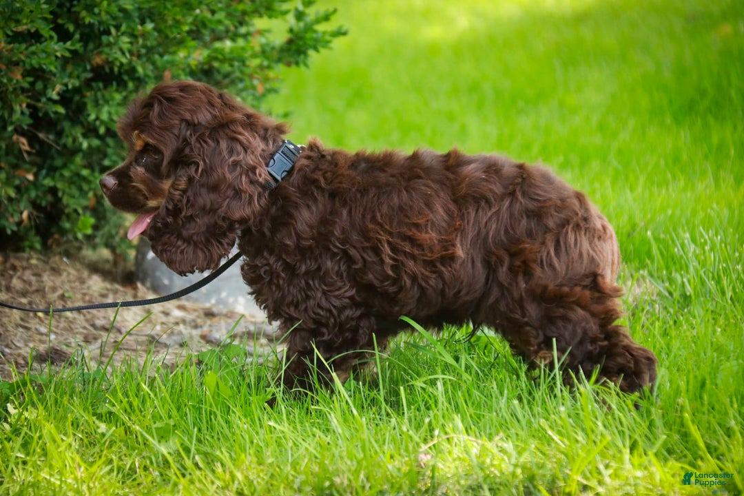 Cocker Spaniel dogs for sale: Dane - Image 5