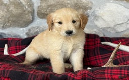 Golden Retriever dogs for sale: Sonya - Image 6