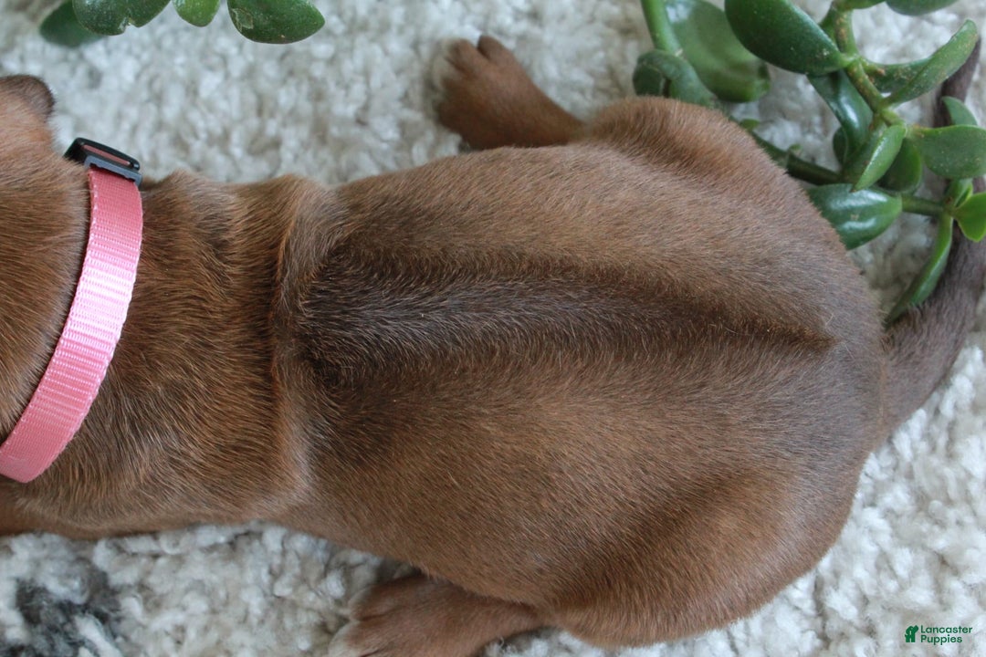 Rhodesian Ridgeback dogs for sale: Gwen - Image 1